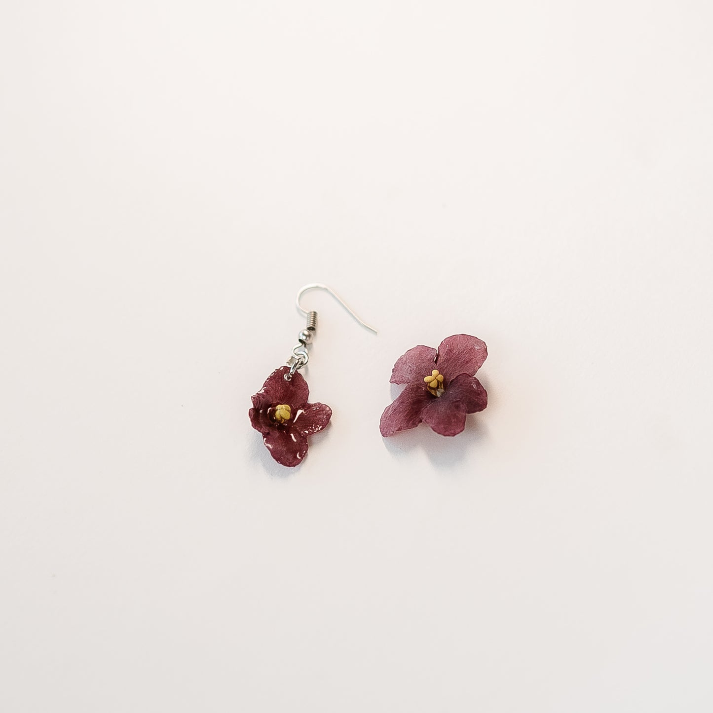 Burgundy African Violet