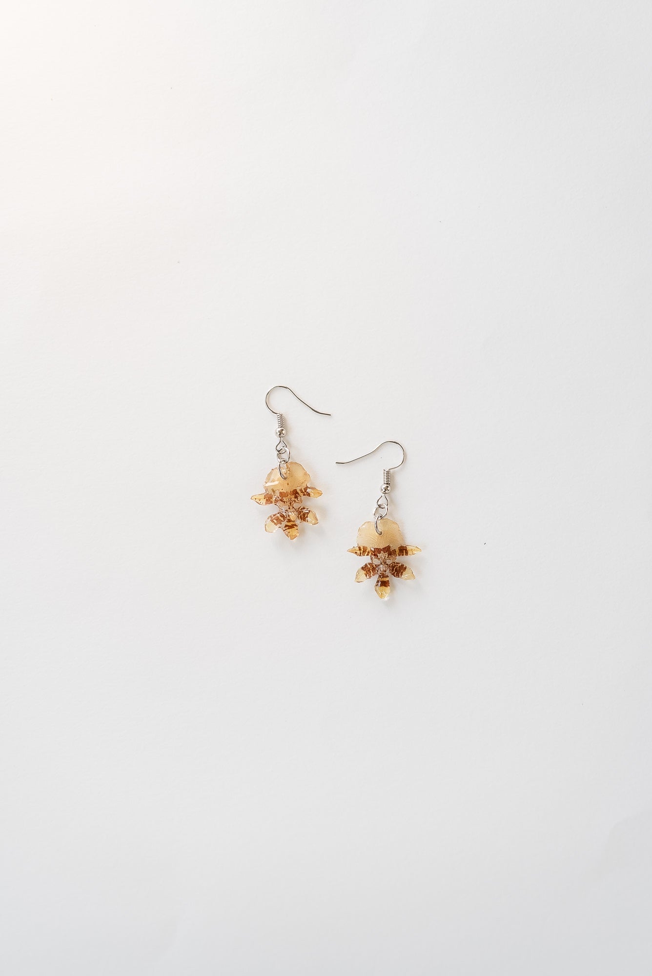 Small Wildcat Orchid